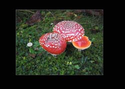 20Fliegenpilz Kopie