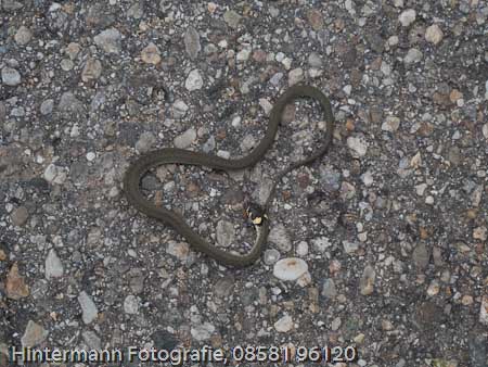 090521170150IMG_0107